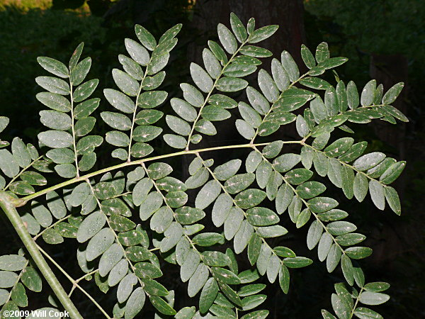 <p>twice-divided leaf in which the main leaf axis (rachis) branches into secondary axes (pinnae), each bearing multiple leaflets</p>