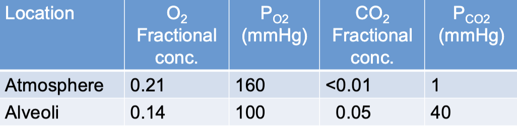 <ul><li><p>atmospheric air traveling through the conducting system is warmed to 37ºC and becomes 100% saturated with H2O (P<sub>H2O </sub>= 47 mmHg</p><ul><li><p>PO2 of air entering the alveoli is already down to 150 mm Hg</p></li></ul></li><li><p>anatomical dead space leaves stagnant air (air that doesn’t have O2 that mixes in) behind in the conducting system on exhalation</p></li><li><p>alveoli not completely emptied on exhalation (i.e. residual volume)</p></li></ul><p></p>