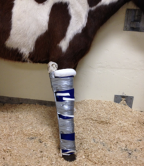 <p>What is the prognosis of an equine radial nerve injury?</p>