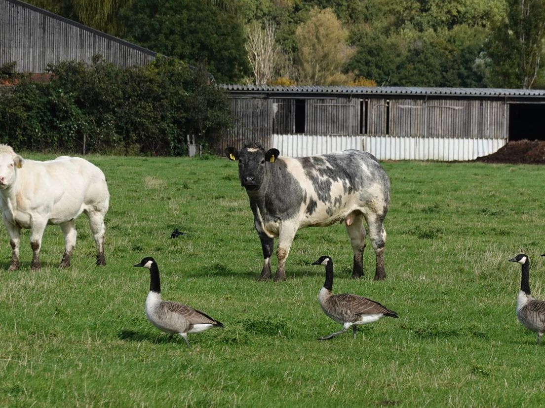 <p><strong>Facilitatie</strong></p>