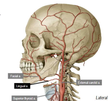 <p>Branches anteriorly off external carotid artery superior to superior thyroid artery</p><p>Passes deep to hyoglossus muscle to enter mouth to supply tongue</p>