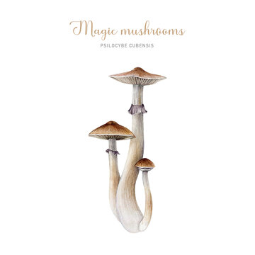 <p>Psilocybin/ Psilocybe/ Psilocin (mushroom)</p>