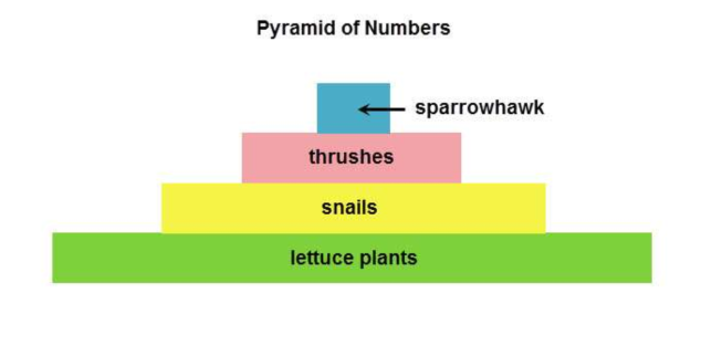 <p>they represent numbers of organisms in each trophic level in a food chain </p>