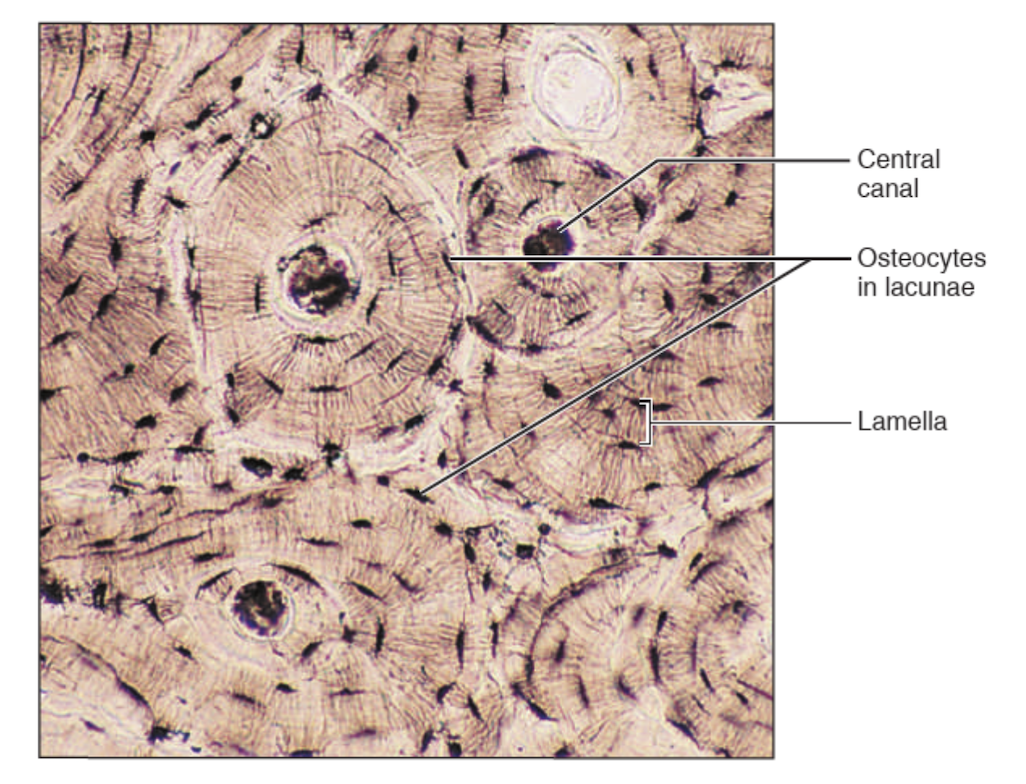 <p>What tissue is this? </p>