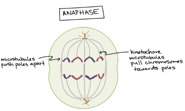 <p>Mitosis - Step 4</p><ul><li><p>Sister chromatids separate into individual chromosomes</p></li><li><p>Each new chromosome is pulled to opposite ends of the cell</p></li></ul><p></p>