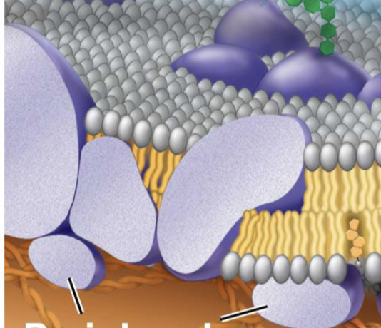 <p>What kind of proteins are the arrows pointing to?</p>