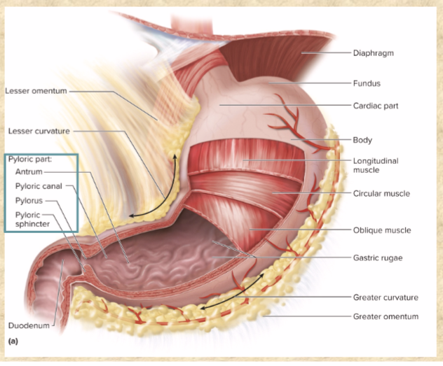 <p>pyloric region is the inferior end</p><p>pyloric canal: terminates at pylorus</p><p>pylorus: narrow passage to duodenum</p><p>pyloric sphincter: regulates passage of chyme into duodenum</p>
