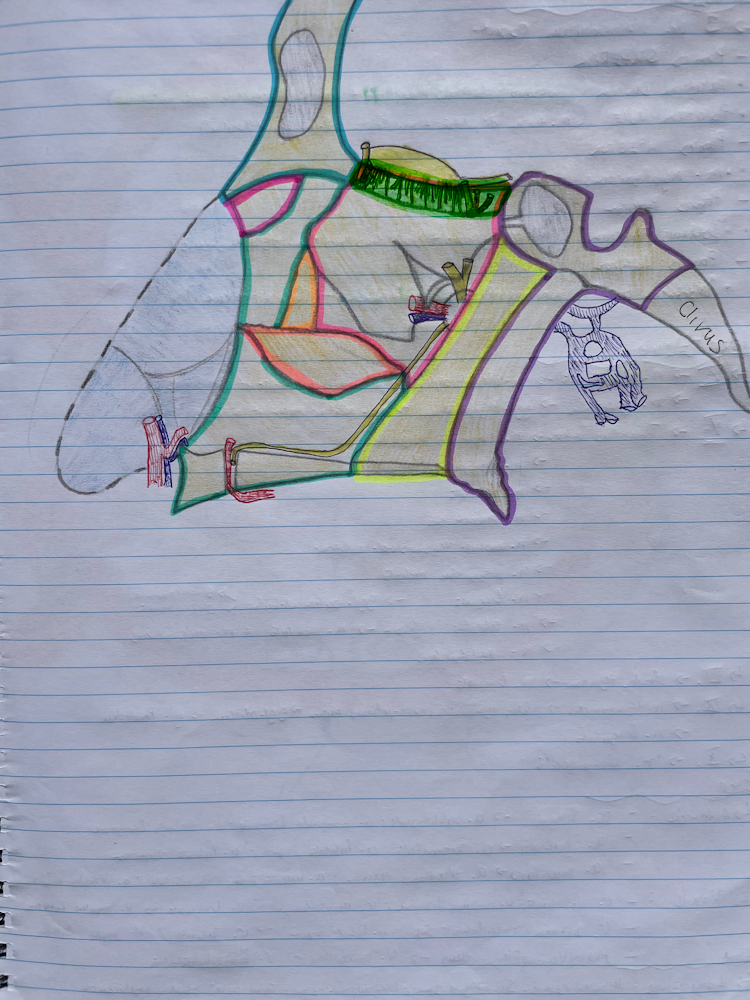 <p><span>rostacsont szita lemeze </span>(paries superior)</p>