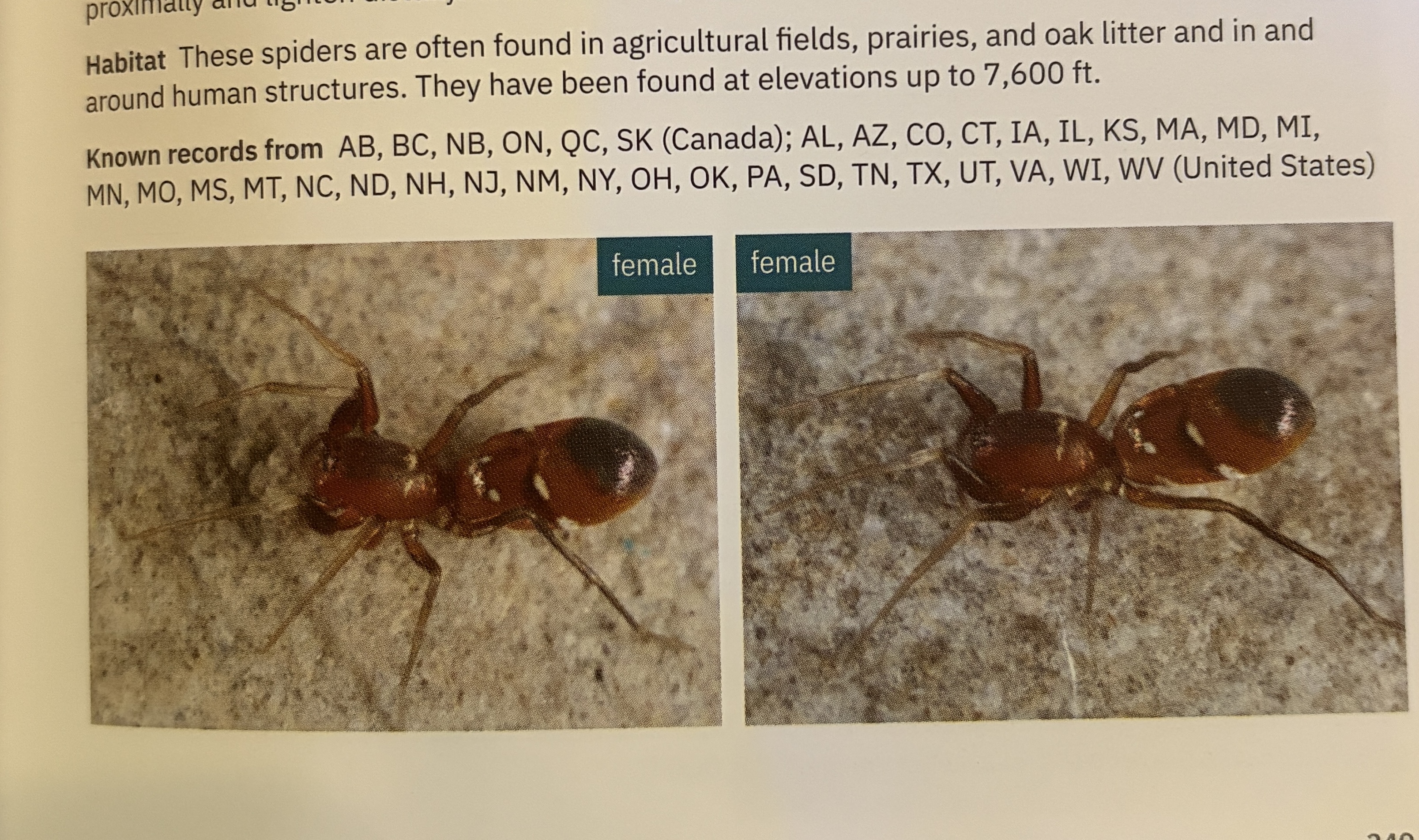 <p>Micaria sp.</p><p>family: Gnaphosidae</p>