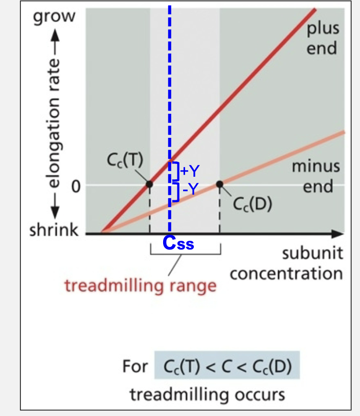 <ul><li><p>C<sub>ss</sub> = concentration at steady state, where subunit addition at the T (+) end is just balanced by subunit loss at the D (-) end</p></li></ul><p></p>