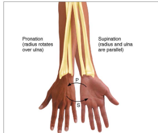 <p>- At the forearm</p><p>- radious and ulna parallel</p><p>- holding soup</p>