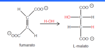 <p>Il fumarato è convertito in L-malato in una reazione stereoselettiva</p>