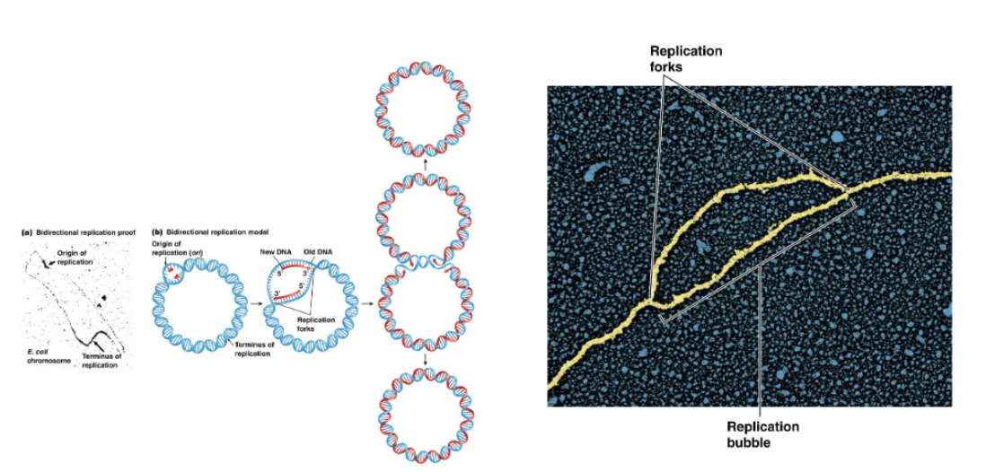 <ul><li><p>Usually bidirectional, from a single origin of replication</p></li><li><p>Characterized by an expansion around the origin of replication, forming a replication bubble</p><ul><li><p>At end of replication bubble is a replication fork → replication is complete when the replication forks meet</p></li></ul></li></ul><p></p>