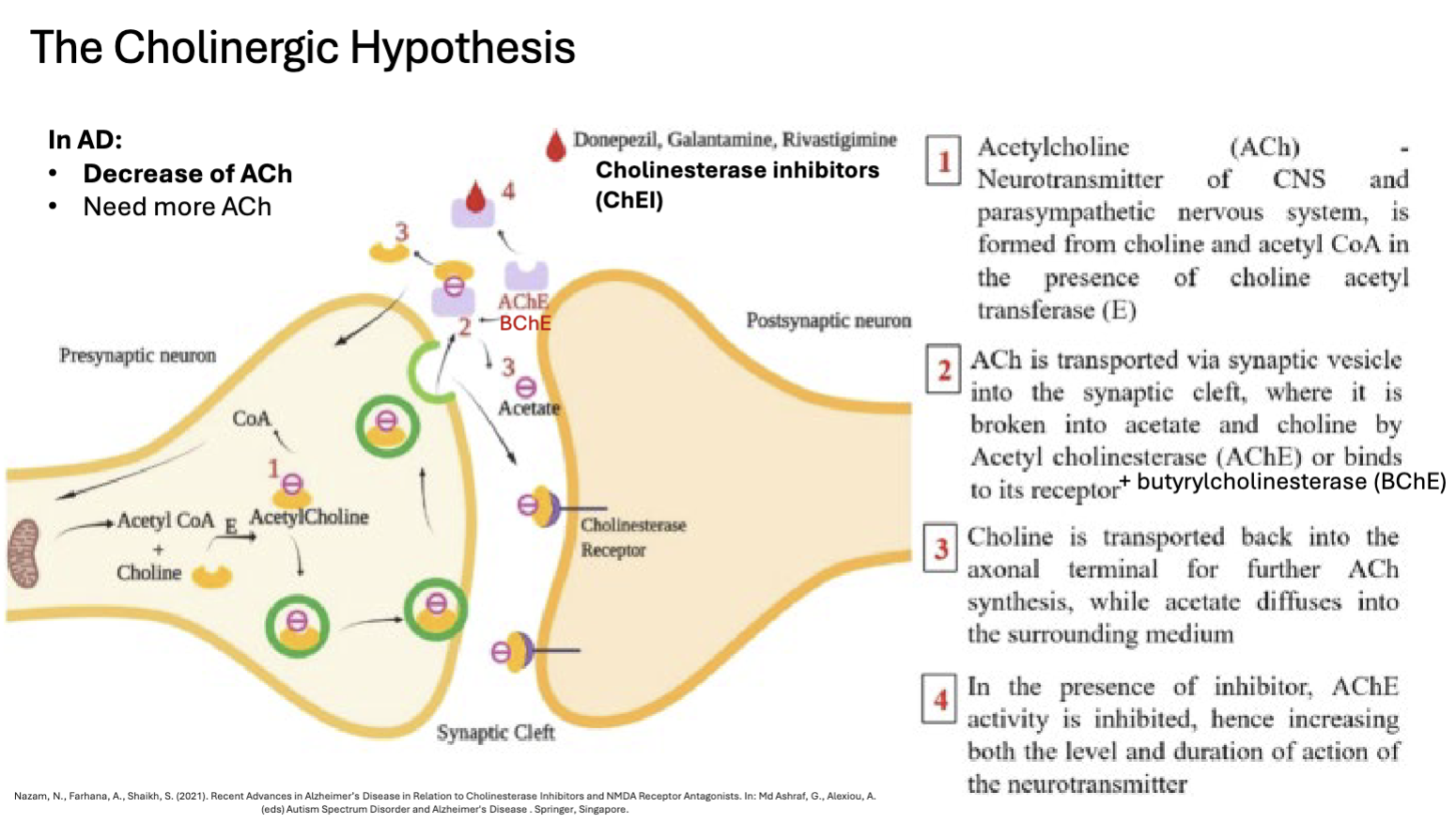 <p>The Cholinergic Hypothesis in AD —> _______ in _______, so we need _______</p>
