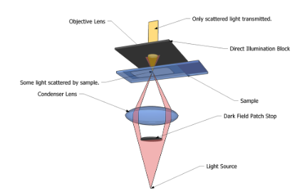 <p><span style="background-color: transparent;">Light travels in a path past the objective unless scattered into it</span></p>