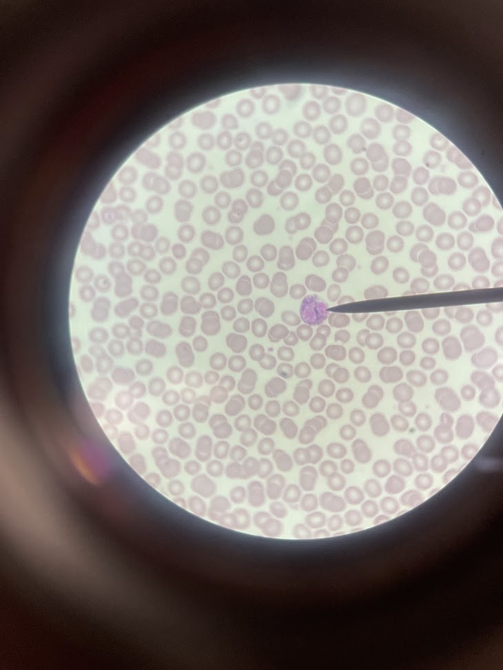 <p>cell type (lookalike)</p>