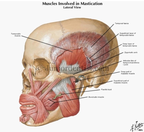 <ul><li><p>Temporalis</p></li><li><p>Zygomatic arch</p></li><li><p>Masseter (deep)</p></li><li><p>Masseter (superficial)</p></li><li><p>Parotid duct</p></li><li><p>Buccinator</p></li></ul><p></p>