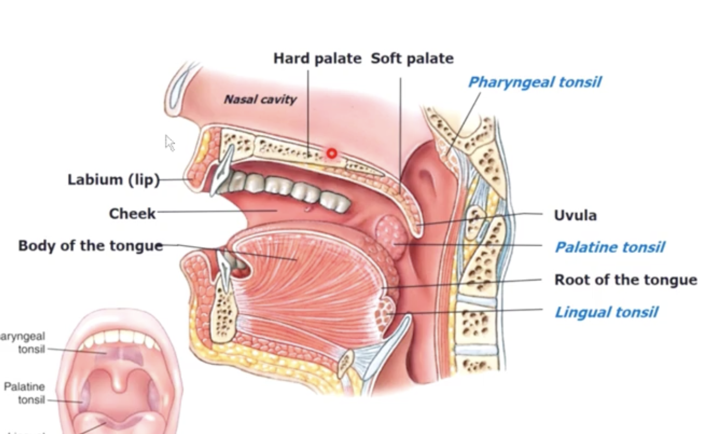 knowt flashcard image