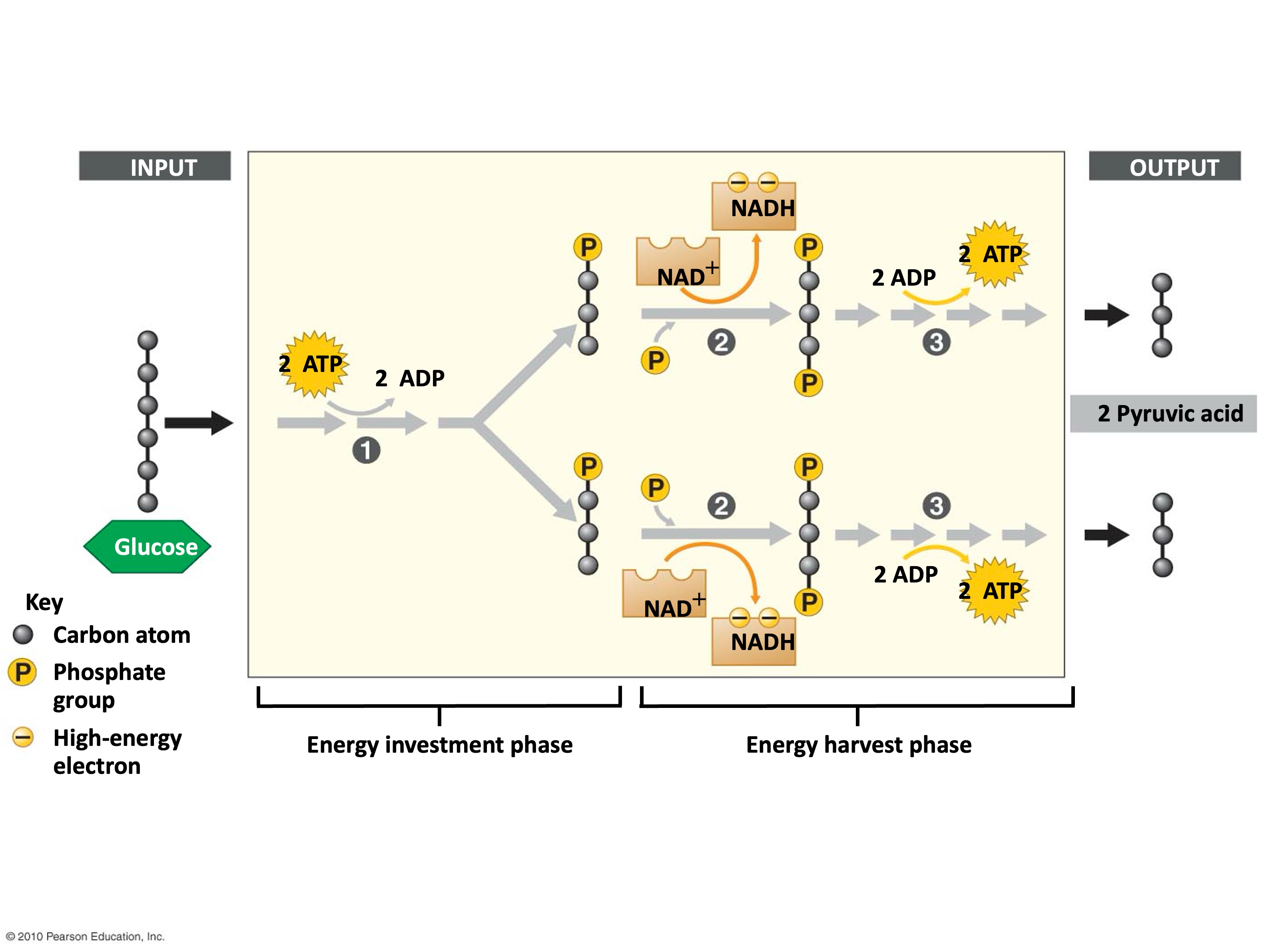 <p>first stage of cell res</p><ul><li><p>“glucose” “splitting” </p></li><li><p>in cytoplasm</p></li><li><p>occurs in presence or absence of oxygen</p></li><li><p>glucose (C6) is broken down into 2 pyruvate (C3) molecules</p></li><li><p>energy investment phase + energy yielding phase</p></li></ul><p>in: glucose, NAD+, ATP, ADP</p><p>out: 2 pyruvates, 2 ATP, 2 NADH</p><p></p>