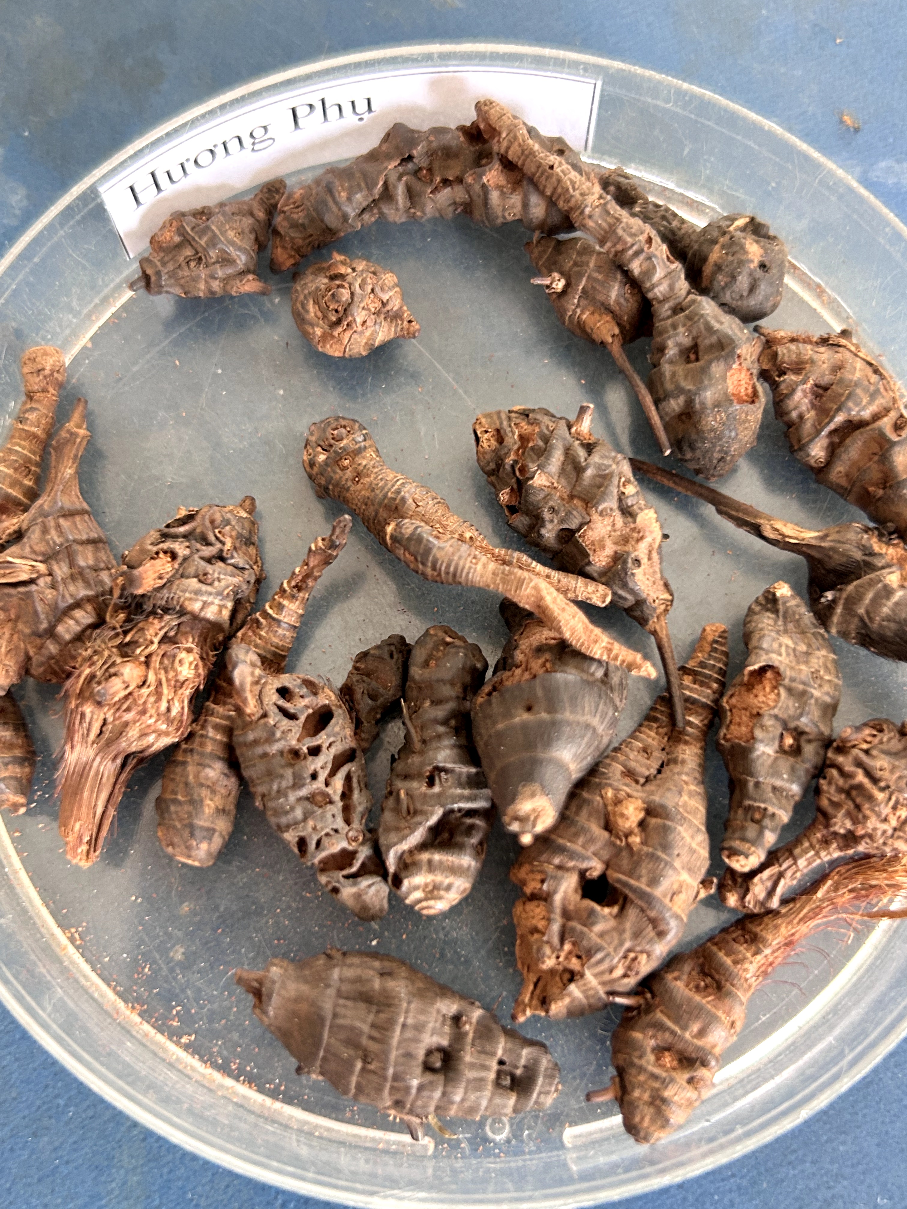 <p>hương phụ</p>