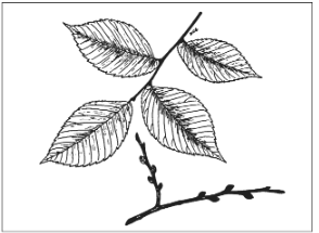<p>Identify the species</p>