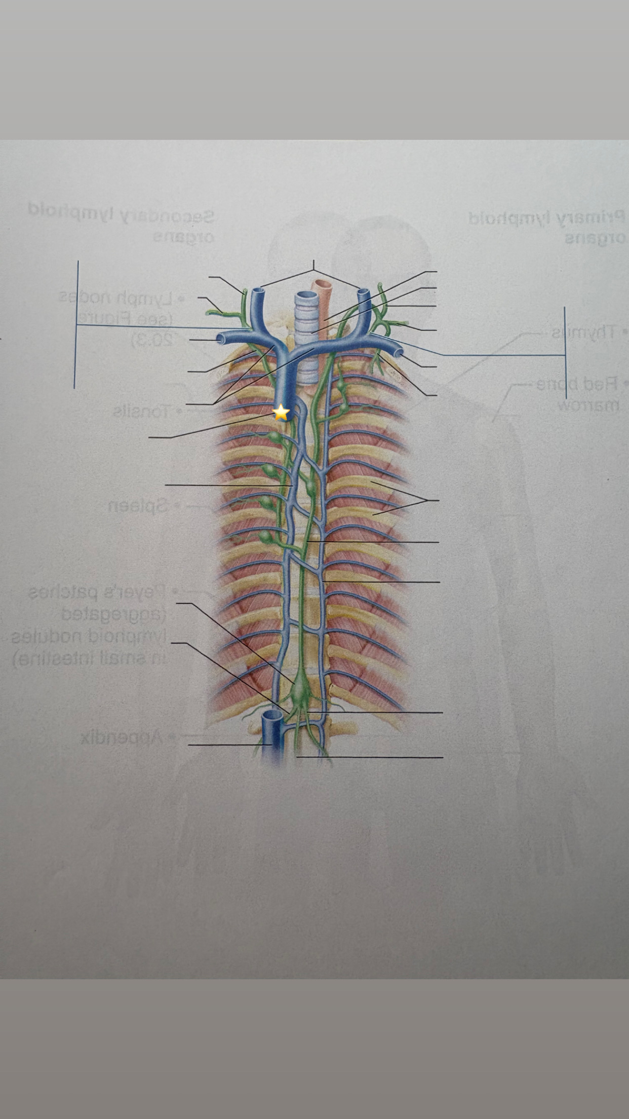 <p>label the starred structure</p>