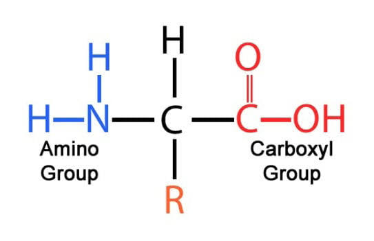 <p>Proteins are molecules with C,O,H,N and in some sulfur. They are used for enzymes, hormones, cell growth and repair, and haemoglobin. They have a general structure of an amino group(NH2) on one end, with a carboxyl group at the other end. They are both bonded to a central carbon, which is bonded to a hydrogen and an R group. The R group is the residual group, which changes to form 20 different amino acids. Two amino acids bond to each other by a peptide bond, formed through a condensation reaction(OH of carboxyl with H of amino) to form a dipeptide. More than two amino acids bonded together is a polypeptide.</p>