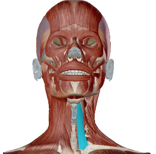 <p>what muscle is this</p>