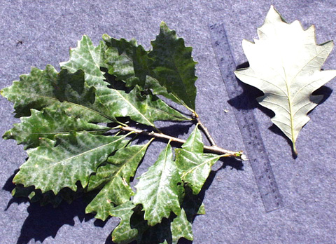 <p>scientific name</p>