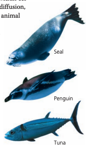 <p>water is roughly 1000x denser than air and is more viscous - anything that causes drag impedes the swimmer greatly. this caused the evolution of many fast swimming ocean animals to form a fusiform(tapered on both ends)</p>