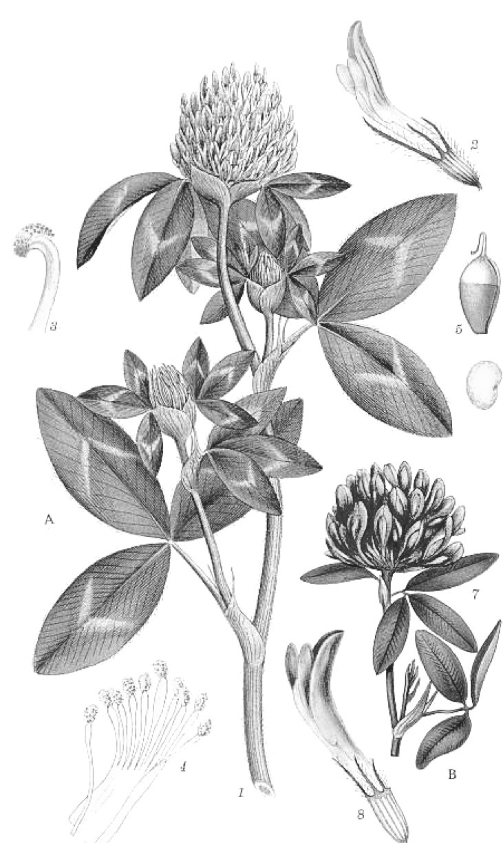 <p>Trèfle des prés</p><p>Trifolium pratense</p><p>FABACEE</p>