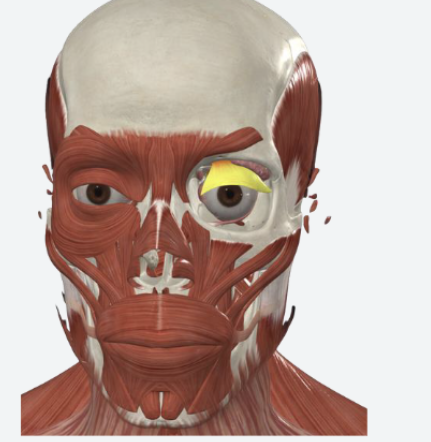 <ul><li><p>elevates and retracts the eyelids </p></li><li><p>keeps the eyelids open </p></li></ul><p></p>