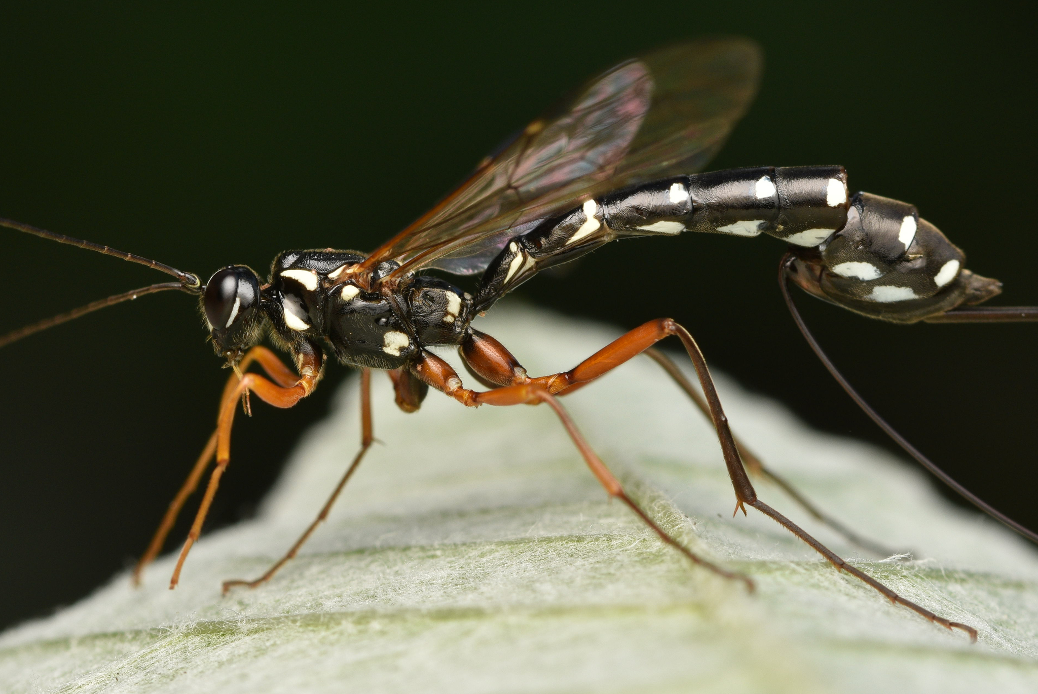 <p>rad:</p><p>druh:</p>