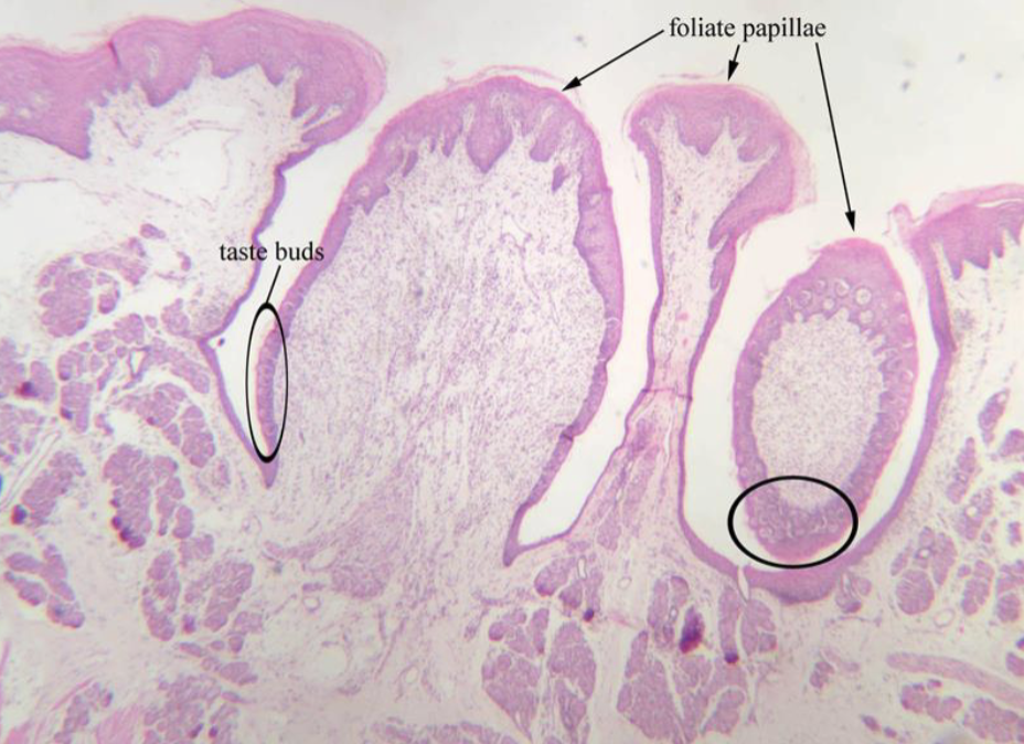 <p>tongue: stratified squamous epithelium, tongue papilla, taste buds</p>