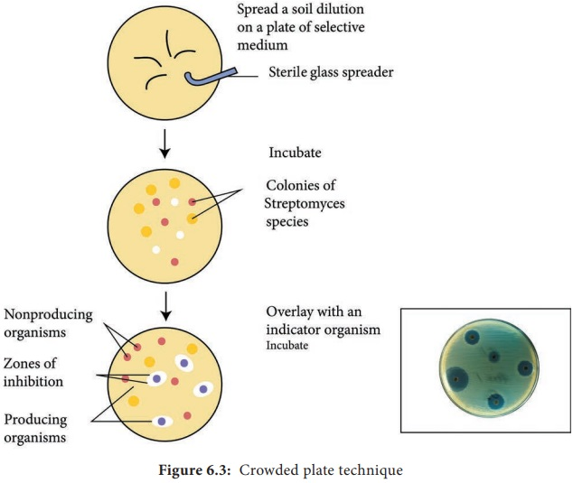 <p>Esta técnica, ampliamente utilizada para el screening de microorganismos productores de antibióticos, se basa en los siguientes pasos: 1. Dilución seriada del material fuente (suelo) hasta obtener concentraciones celulares apropiadas 2. Dispersión de las muestras diluidas sobre placas de agar nutritivo para obtener 300-400 colonias por placa 3. Incubación de las placas bajo condiciones óptimas de crecimiento 4. Observación de zonas de inhibición alrededor de colonias productoras de antibióticos 5. Selección de cepas que muestren actividad antimicrobiana evidente</p>