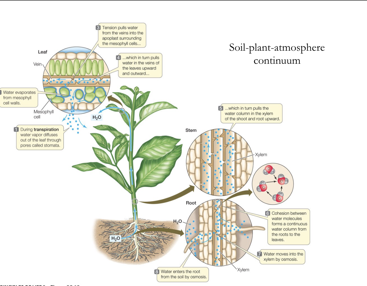 <p>Water enters the root from soil through osmosis, water moves into xylem by osmosis, cohesion between molecules forms a continuous water column from root to leaves, which in turn pulls water column in the xylem of the shoot and root upward, which pulls water in veins of leaves upward and outward, tension pulls water from veins into the apoplast surrounding the mesophyll cells, water evaporates from mesophyll cell walls, during transpiration water vapors diffuses out leaf through pores called stomata</p><p>SHORT ANSWER. xylem (<span>in vascular tissue system. Plant tissue that transports water and minerals, typically from roots to leaves)</span></p>