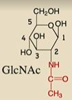 <p>N-acetylglucosamine (glucose molecule modified with amide group)</p><p></p>