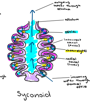 <p>radial canal water system in sponges</p>
