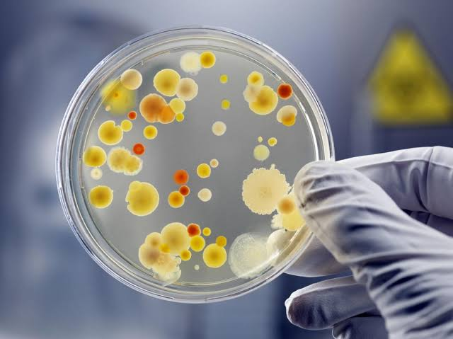 <p>IE. Understand the contributions made by Bacteria</p>