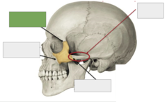 <p>Zygomatic bone: this is the</p>