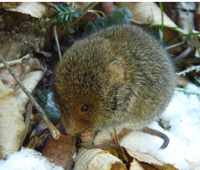 <p>Rock vole </p>
