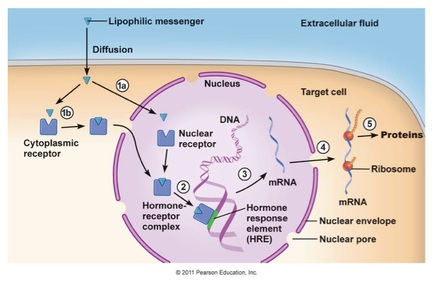 <p>when the <span>lipophilic / hydrophobic messenger can cross the membrane and either bind to a receptor in the cytoplasm, or enter the nucleus directly</span></p>
