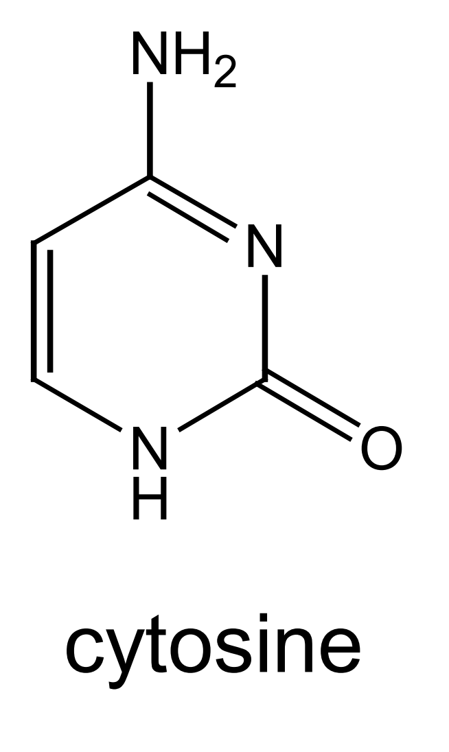 <p>this is the structure of cytosine - mark where on the molecule cytosine bonds to deoxyribose and its base partner:</p>