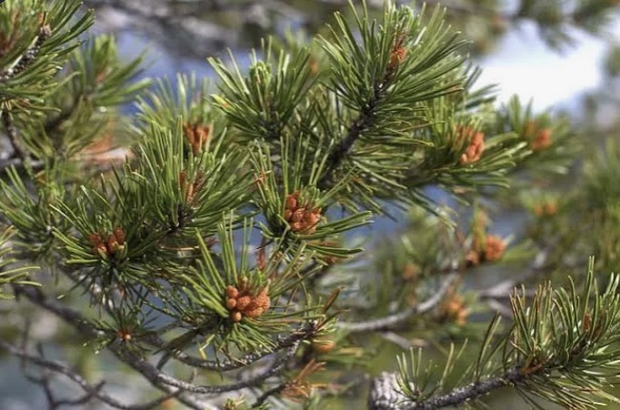 <p><mark data-color="blue" style="background-color: blue; color: inherit;">Gymnosperm: Pinus contorta</mark></p>