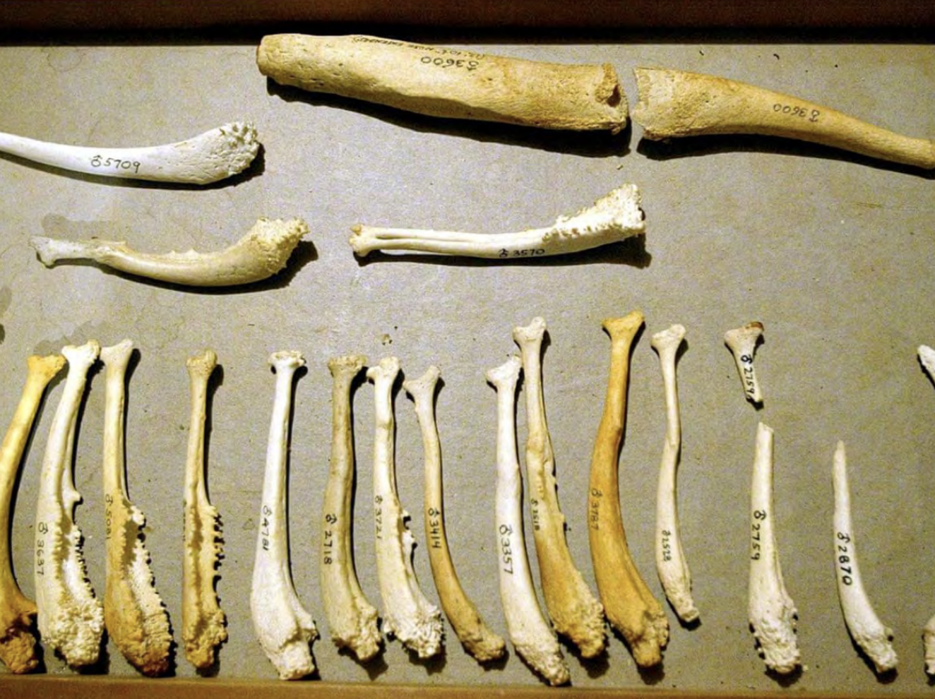 <p>The vacuum is the bone inside the penis and the barbellum is the one inside the clitoris of primates.</p>