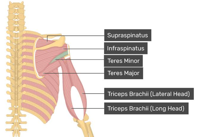 <p>Teres minor — Action</p>