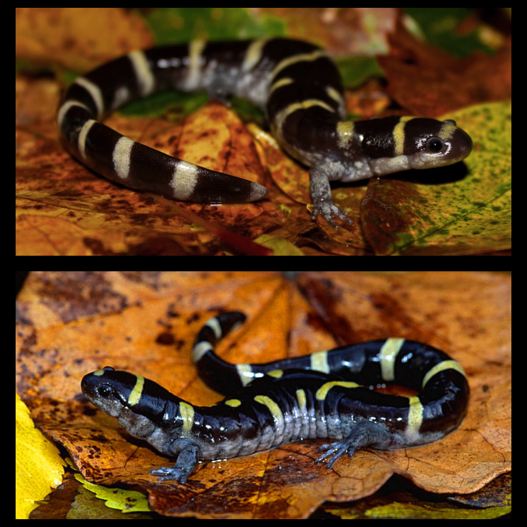 <p>Ringed Salamander</p>