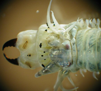 <p>The _________  in polychaetes may contain eyes, tentacles, and sensory palps</p>