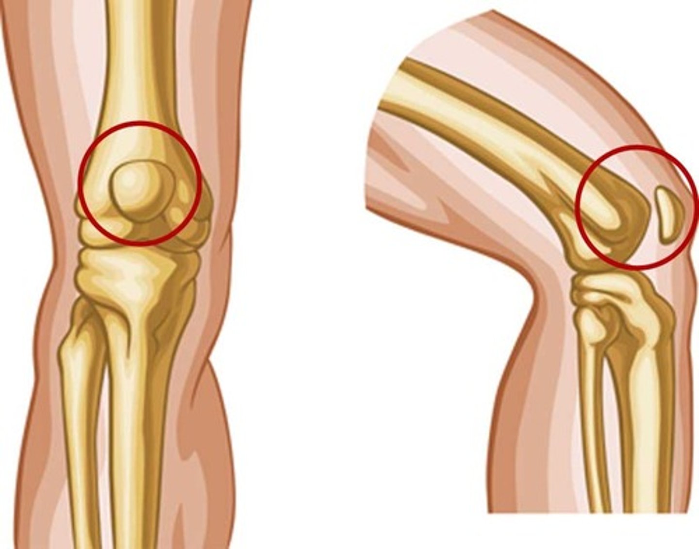 <p>Bones:</p><p>- Femur and patella</p><p>Structural Type:</p><p>- Synovial; plane</p><p>Functional Type:</p><p>- Diarthrotic; gliding of patella</p>