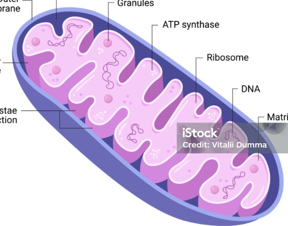 <p>Mitochondria </p>